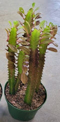 Red Trigona Euphorbia